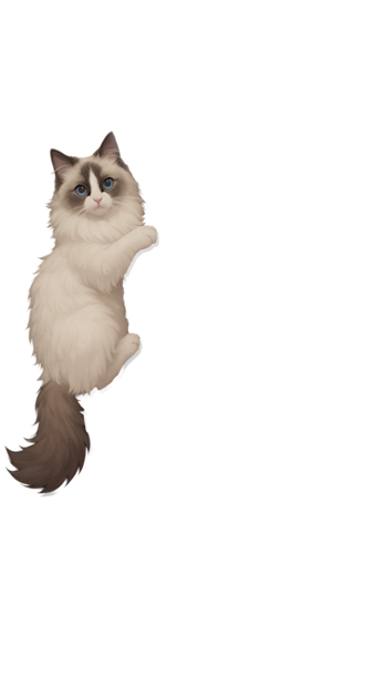 Ragdoll Cat Friend