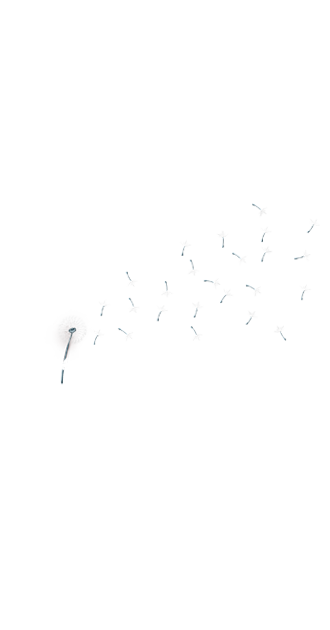 Dandelion By Nena