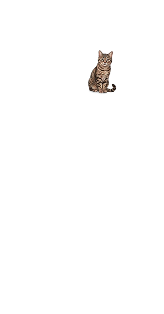 kitty by imon