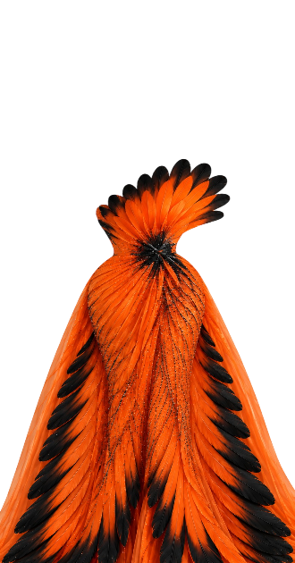 Feather 🪶