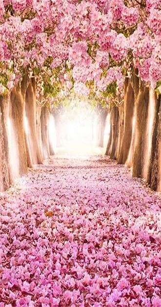 Pink roses