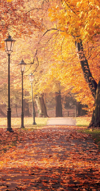 Fall Trees