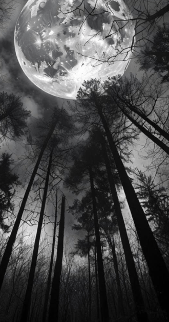 Dark forest