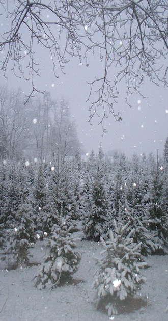 Christmas Tree Farm