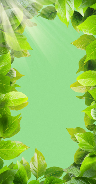 Green Leaves w/ Sunlight